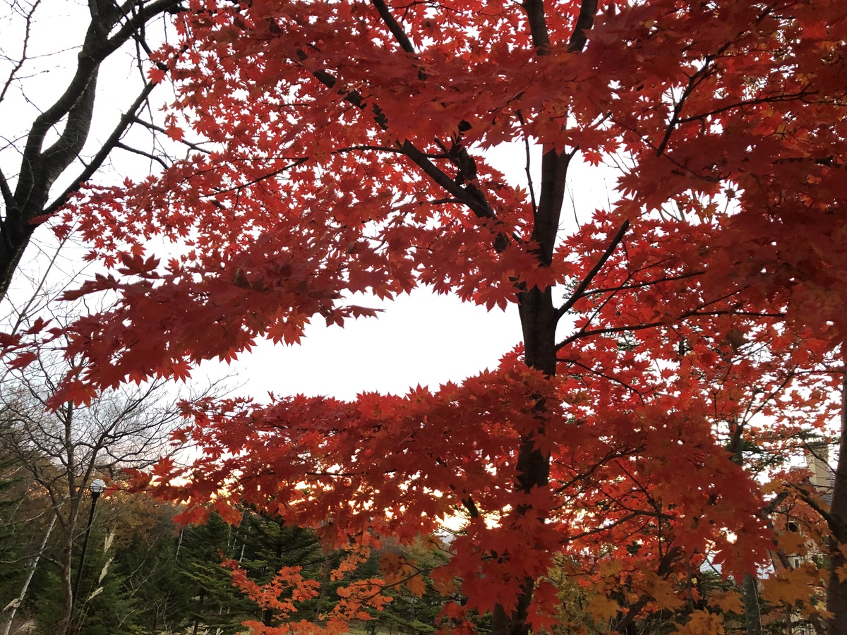 紅葉①