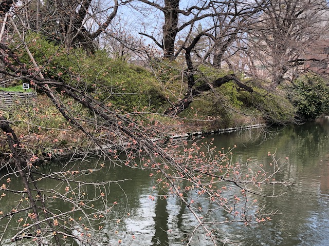 お濠桜①