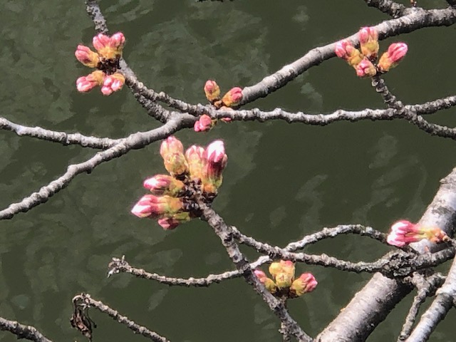 お濠桜③