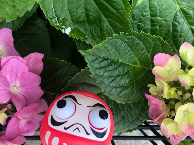 紫あじさい②